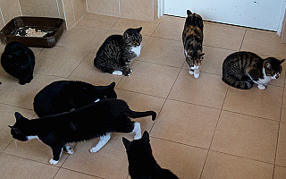 Akcja sterylizacji kotów w Elblągu